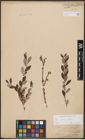Foto von Salix aurita L. x Salix repens L.